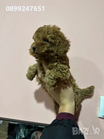 Той пуделче