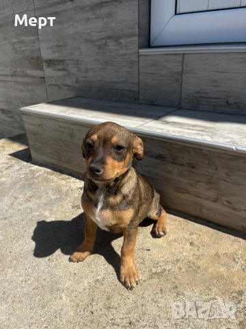 Мъжко Пинчерче, снимка 1