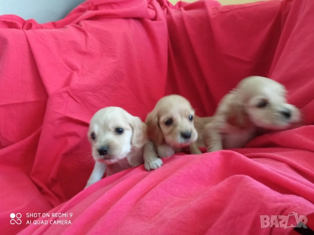 Кокер шпаньол , снимка 4 - Кокер шпаньол - 53471232