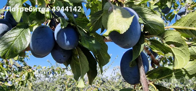 Продавам сини сливи сорт "Стенлей" за ракия или прясна консумация., снимка 4 - Други - 56003371