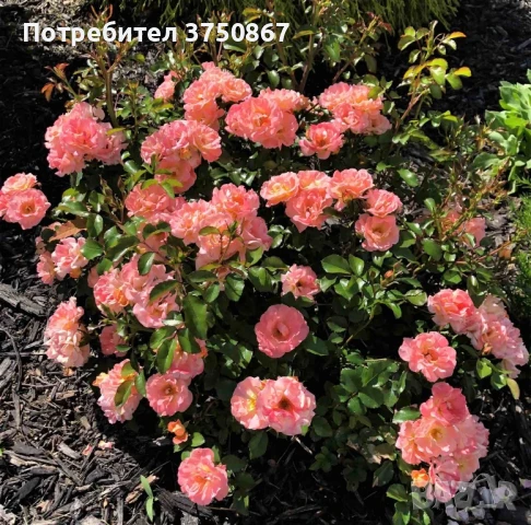 🌹 РОЗА 🌹 Peach DRIFT® Meiggili 🌹