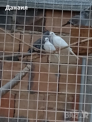 Сенегалски гугутки, снимка 17 - други­ - 51779307