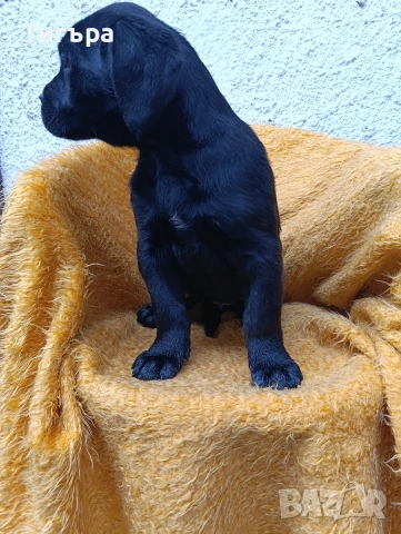 Кане Корсо с Паспорт и 2 Ваксини над 2 месеца !, снимка 11 - Кане корсо - 52793038