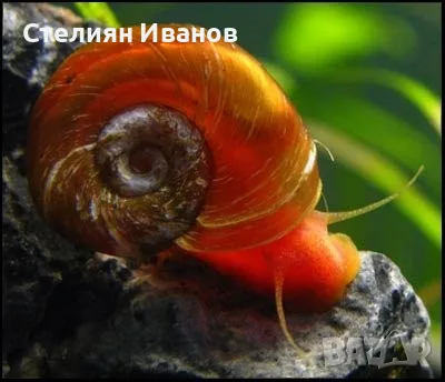 Европейска физа, фисела (Physella acuta) - водни охлюви за аквариум или градинско езеро, снимка 4 - Други - 55898582