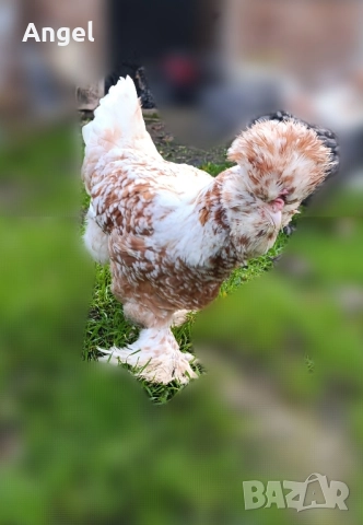 Струмски стандарт кокошка , снимка 4 - Кокошки и пуйки - 52523971