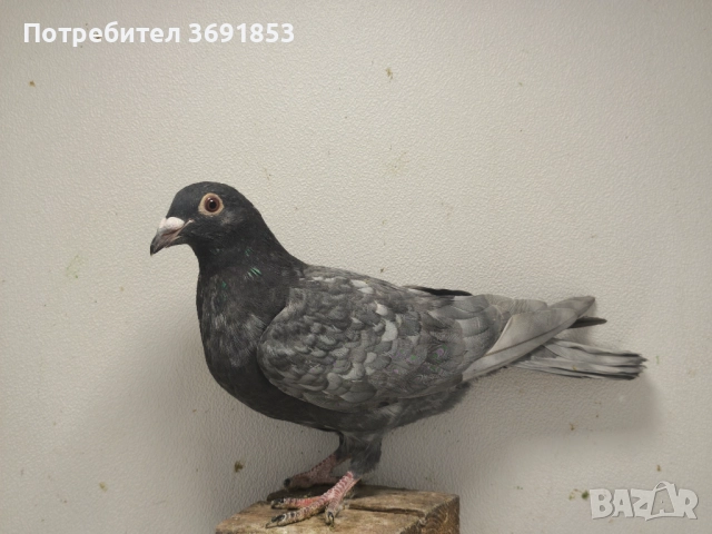 Цветни пощи, снимка 7 - Гълъби - 52336823