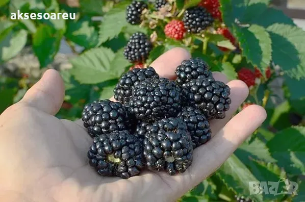 100 бр Висококачествени нови органични плодови семена от хранителна Къпина къпини антиоксидант, снимка 7 - Сортови семена и луковици - 49258835