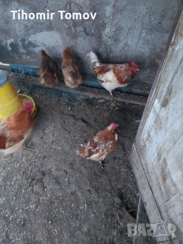 Продавам кокошки носачки петли пуйки пуяци неми патици , снимка 4 - Кокошки и пуйки - 53213115