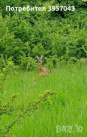 Собственик продава обзаведена къща , снимка 7 - Къщи - 52286071