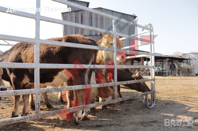 Прегради за крави HF 4, снимка 10 - За селскостопански - 34654858