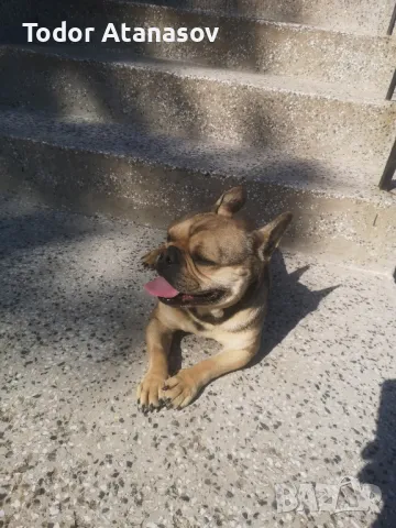 френски булдог женска. , снимка 6 - Френски булдог - 50194174