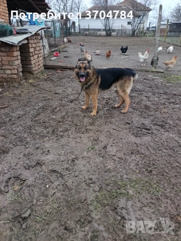 Продавам немска овчарка , снимка 2 - Немска овчарка - 53295434