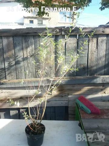 Енкиантус, снимка 4 - Градински цветя и растения - 49491493