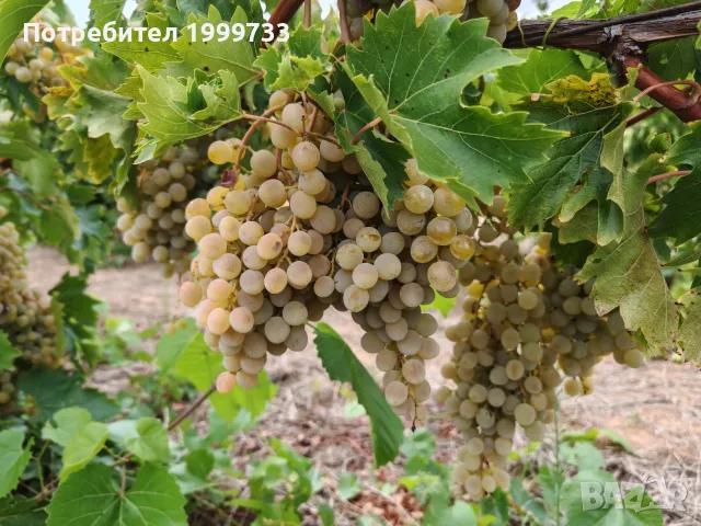 Бяло грозде Кайлъшки мискет, снимка 2 - Други - 55806564