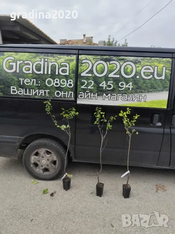 Слива - Анджелино, снимка 3 - Разсади - 56262250