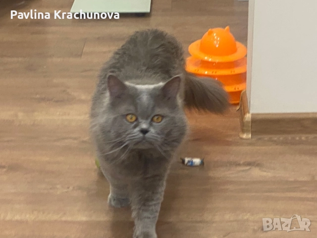 Британец дългокосмест, снимка 2 - Британска късокосместа - 50291583