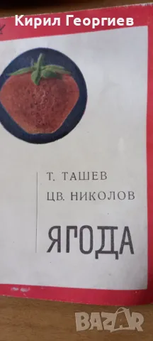 Ягода Стопанско и здравно значение , снимка 1