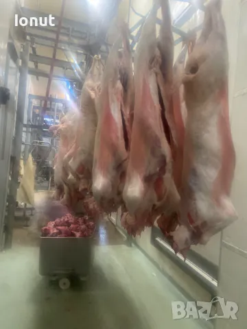 Продавам кланични агнета с тегло 14-20кг. , снимка 5 - Овце - 49685370