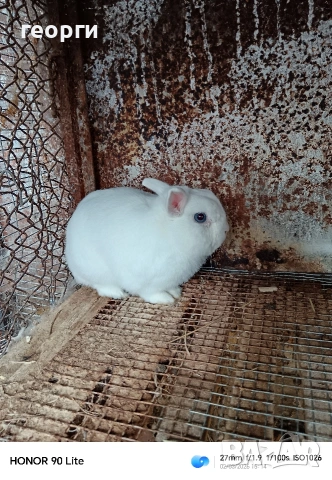 Холандски джуджета , снимка 5 - Декоративни зайчета - 53692426