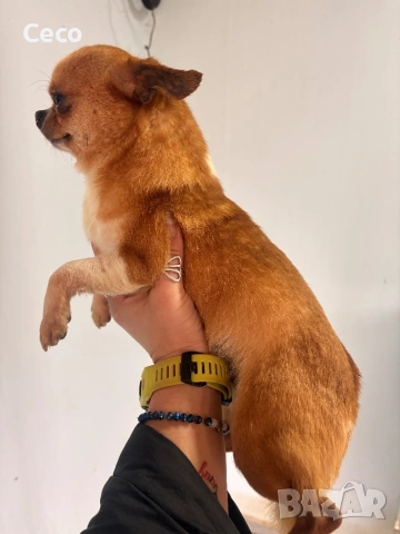 Чихуахуа , снимка 5 - Чихуахуа - 53513137