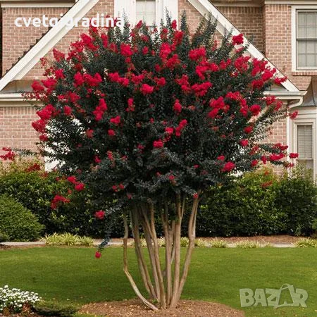 Lagerstroemia Best red(Лагерстремия Най-добро червено), снимка 2 - Градински цветя и растения - 55817056