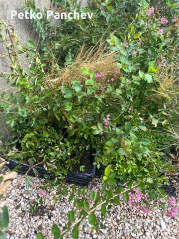 Индийски люляк(Lagerstremia Indica)