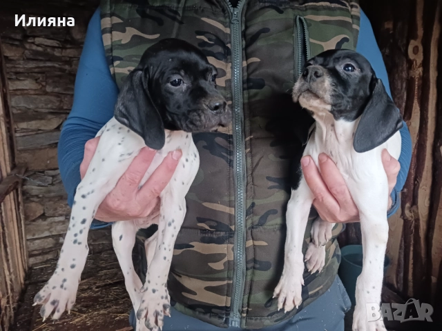 Пойнтери, снимка 12 - Пойнтер - 52724704