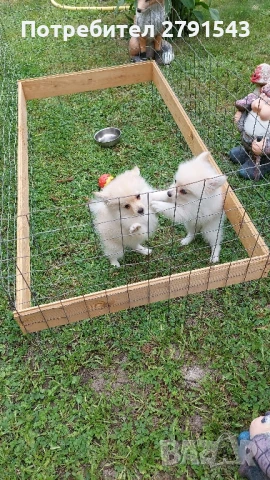 померан шпиц, снимка 1