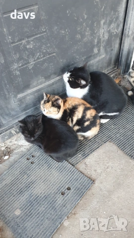 Черна котка на 6 месеца търси дом, снимка 7 - Други - 53116657