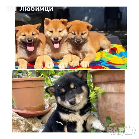 Шиба ину с родословие, снимка 2 - Шиба ину - 47449642