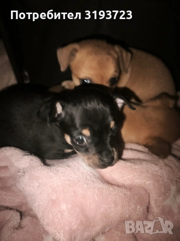 Малки пинчери бебета, снимка 6 - Пинчер - 53383853