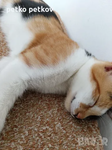 Подарявам малко котенце/ Kleine Katze zu verschenken, снимка 3 - Други - 55829031
