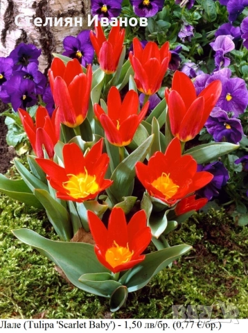 Лале (Tulipa 'Scarlet Baby') – луковици