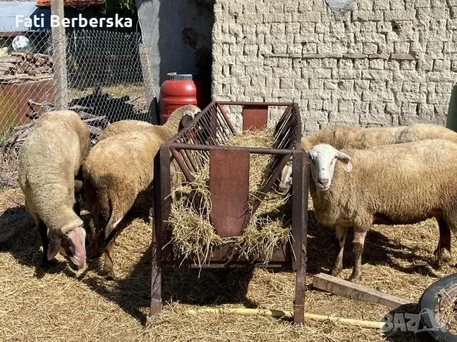 Продавам овце и коч