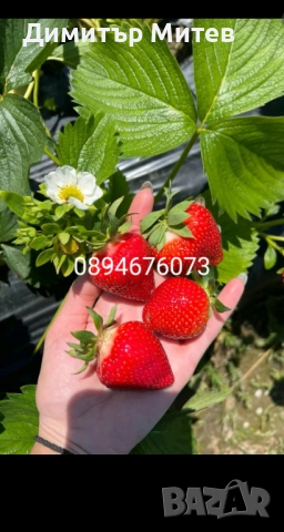 Разсат ягоди , снимка 14 - Разсади - 51749933