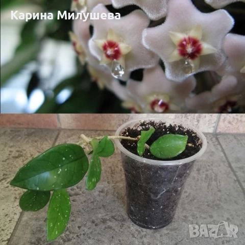 Продавам различни цветя, снимка 4 - Стайни растения - 19367768