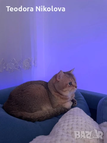 Британска златна чинчила за разплод , снимка 5 - Чинчили - 51309484