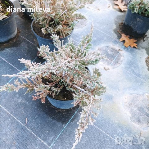 Хвойна Блу Чип, Juniperus hor. Blue Chip , снимка 10 - Градински цветя и растения - 39298508