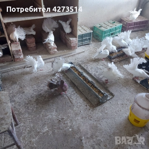 Продавам гълъби Финерлии - бели, сиви и пъстри., снимка 1