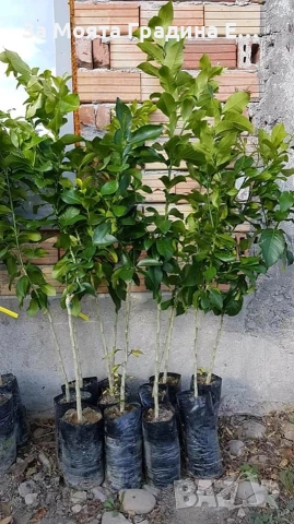 Мандарина , снимка 3 - Градински цветя и растения - 53634223