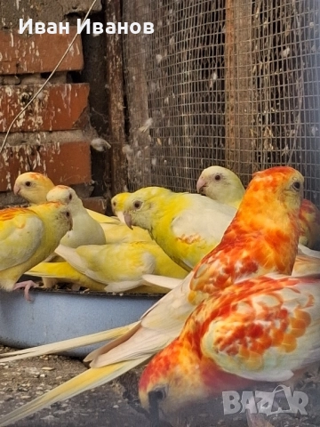 пойни папагали, снимка 2 - Папагали - 51924627