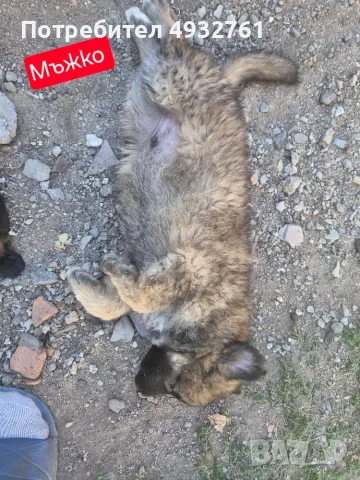Продавам 3 мъжки 3 женски много добри кученца за двор да ви пазият , снимка 5 - Други - 56180976