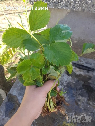 Ягода сорт клери, снимка 3 - Градински цветя и растения - 53645208