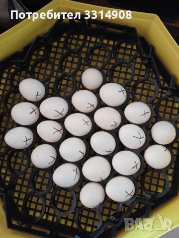 Оплодени яйца от сребърна италиака , снимка 8 - Кокошки и пуйки - 40131258
