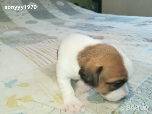 ДЖАК РЪСЕЛ ВИДИН-КУПУВАМЕ КУЧЕ 0104251735, снимка 14 - Джак ръсел териер - 49728785