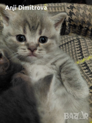 Британска късокосместа., снимка 3 - Британска късокосместа - 52314419