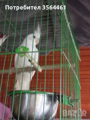 Папагал Корела "Албино" - мъжки!