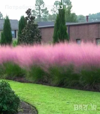 Мюленебергия, снимка 1