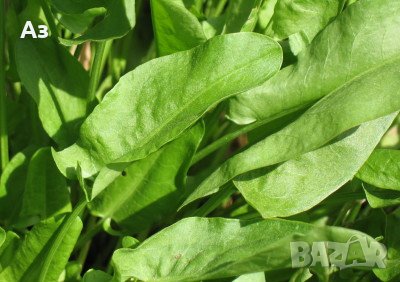 Продавам семена на растението Лапад – от сезон 2025 г., снимка 4 - Сортови семена и луковици - 41335786