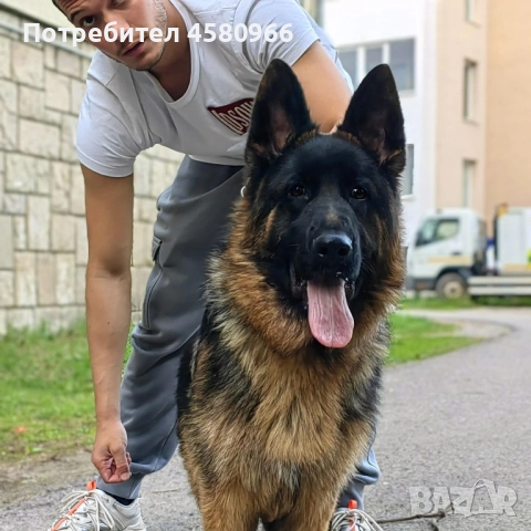 Елитни Немски Овчарки , снимка 5 - Немска овчарка - 51968712